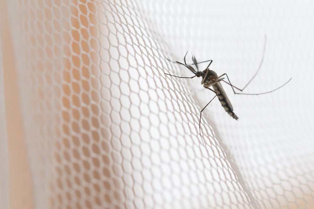 Find Mosquitoes Hiding in Your Home Before They Find You